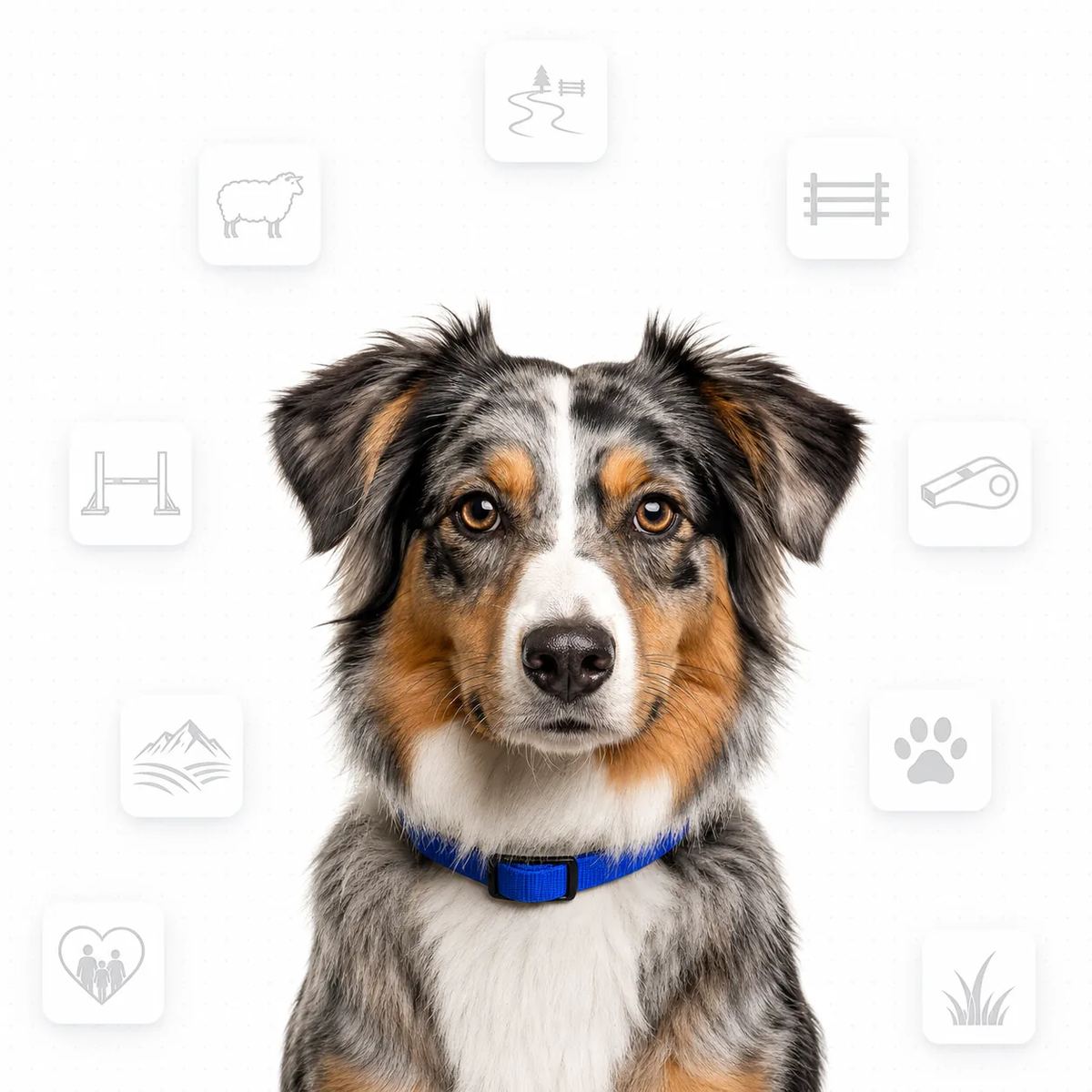 Australian Shepherd portrait
