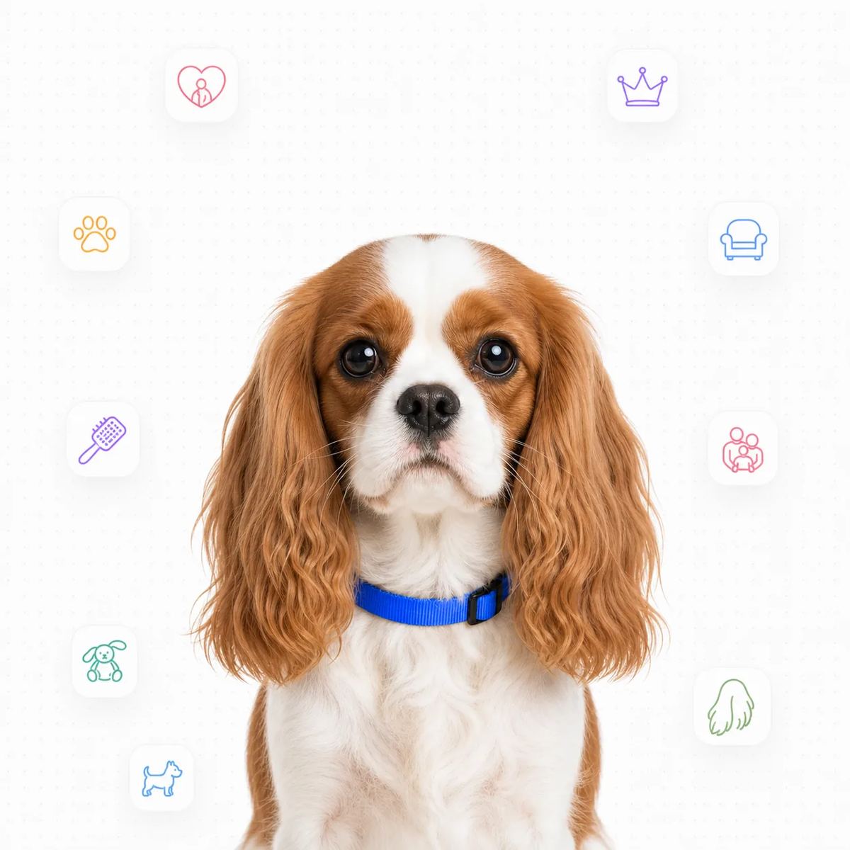 Cavalier King Charles Spaniel portrait