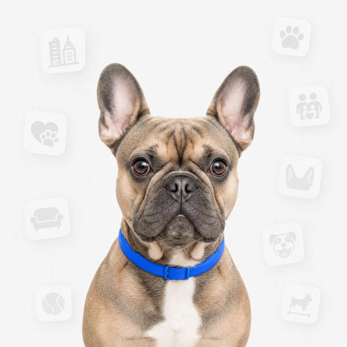 French Bulldog portrait