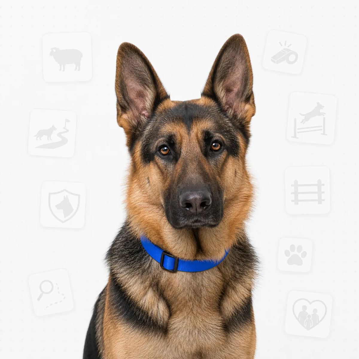 German Shepherd Dog portrait