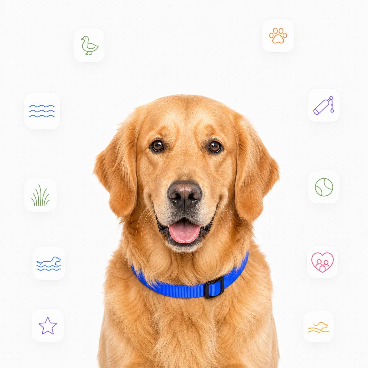 Golden Retriever portrait
