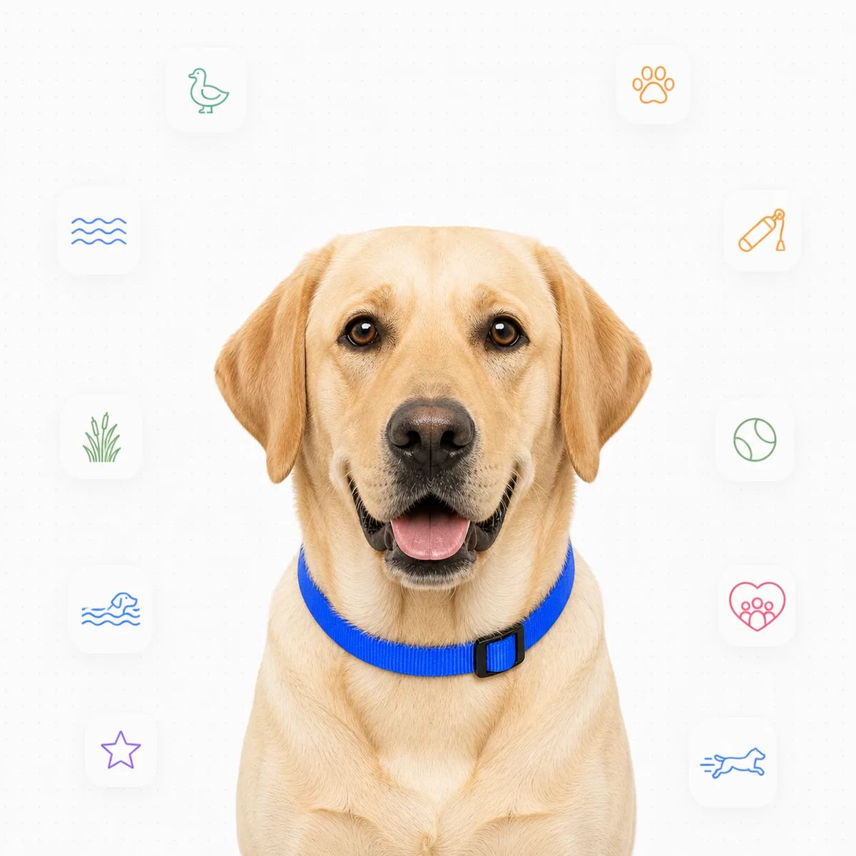 Labrador Retriever portrait