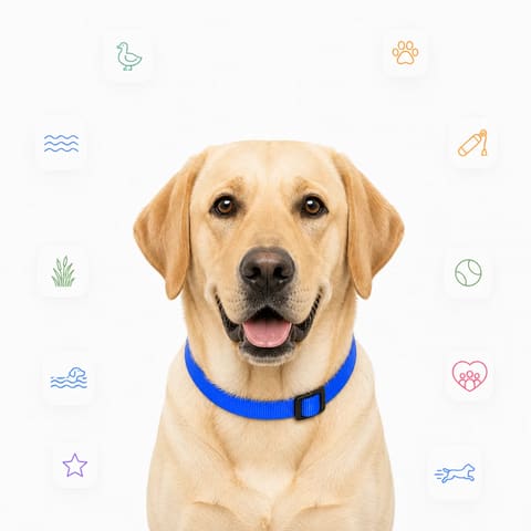 Labrador Retriever