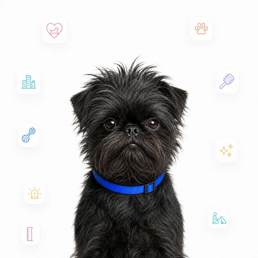 Affenpinscher