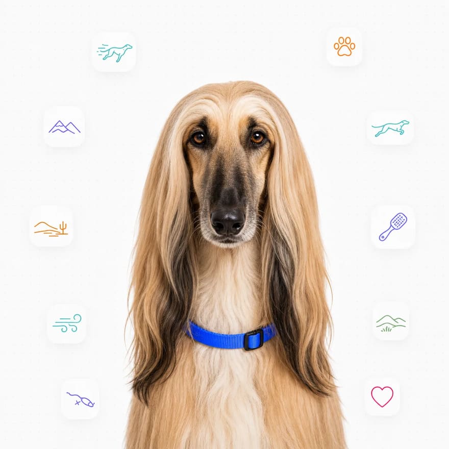 Afghan Hound