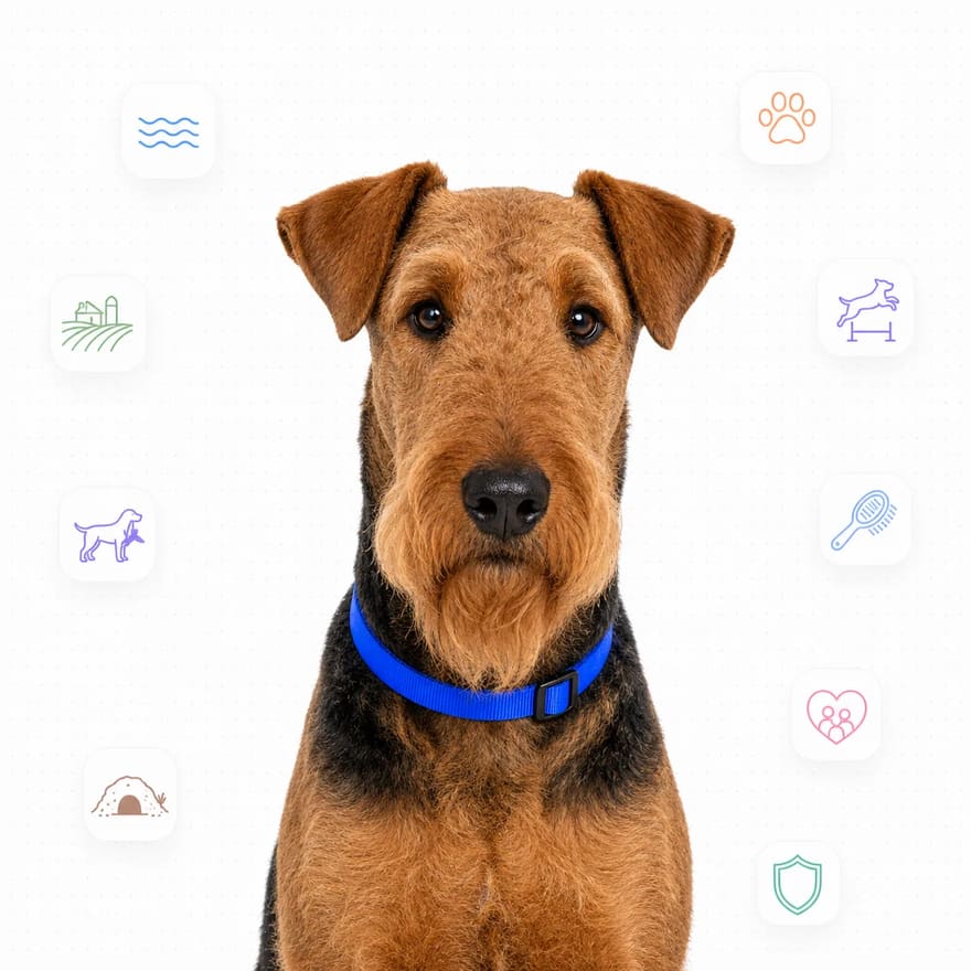 Airedale Terrier