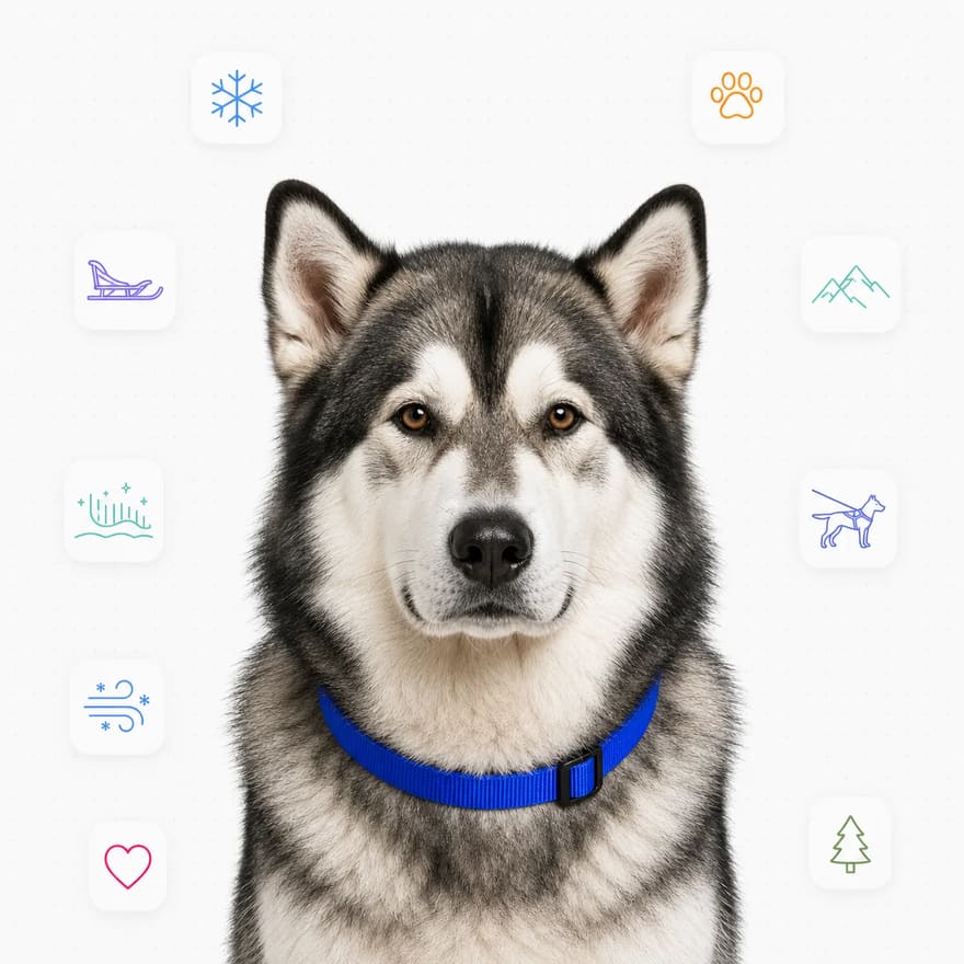 Alaskan Malamute