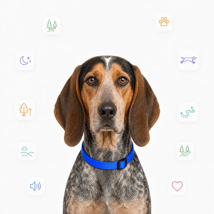 American English Coonhound