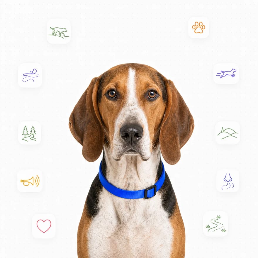 American Foxhound