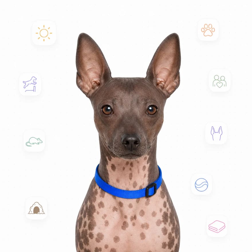 American Hairless Terrier
