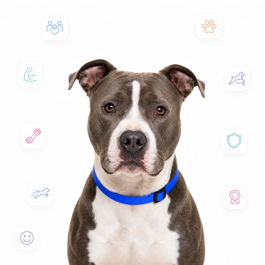 American Staffordshire Terrier
