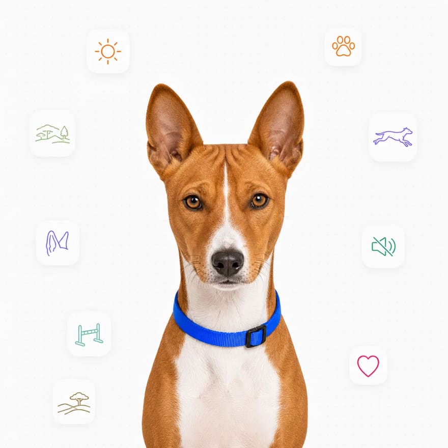 Basenji