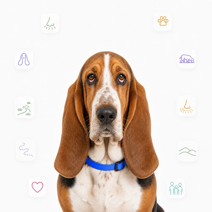 Basset Hound
