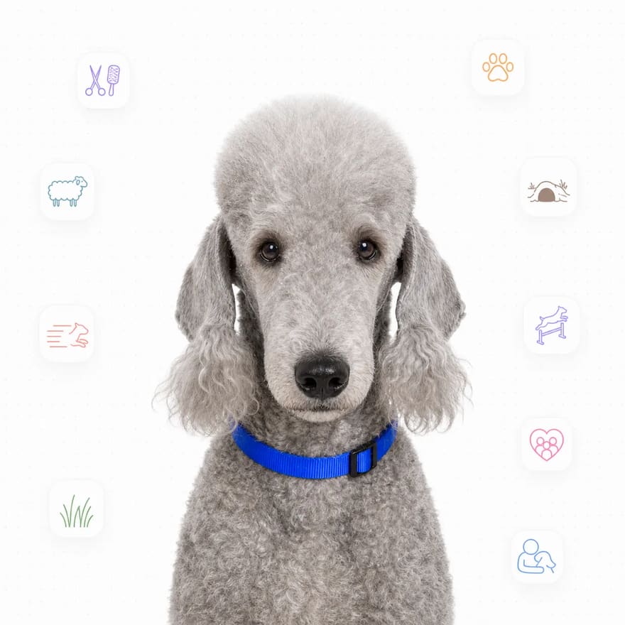 Bedlington Terrier