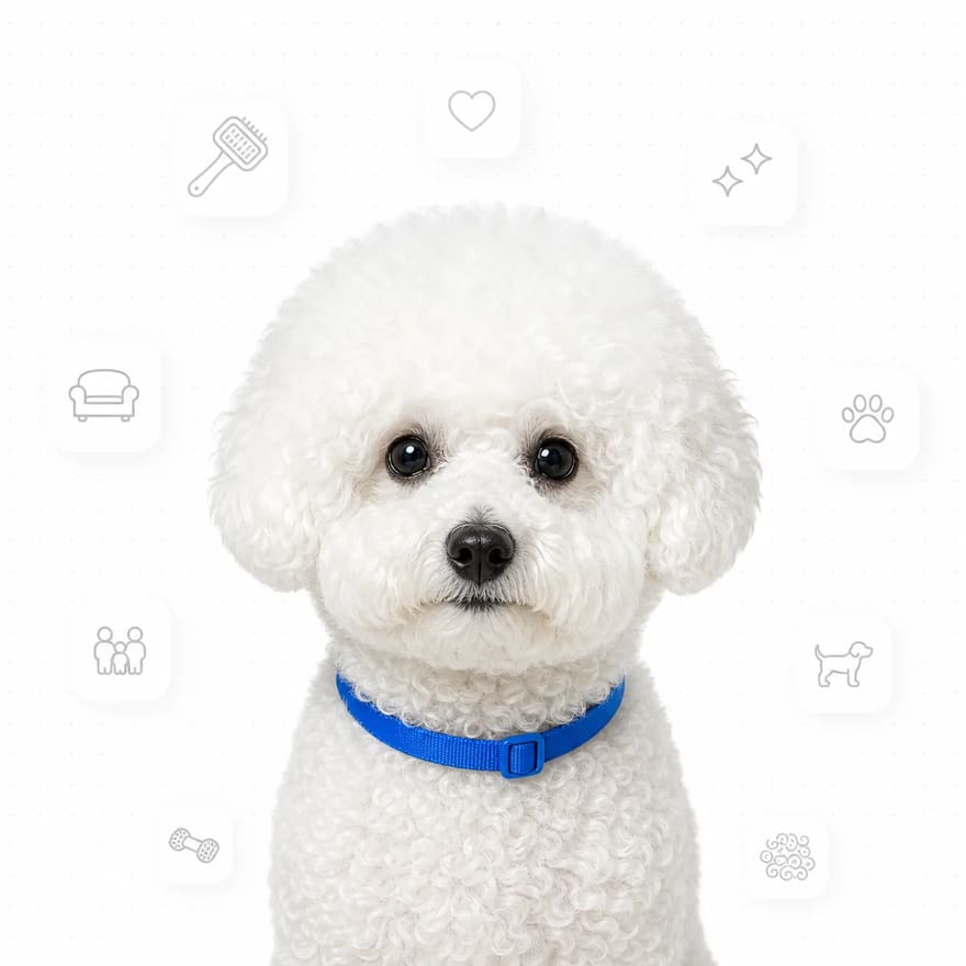 Bichon Frise