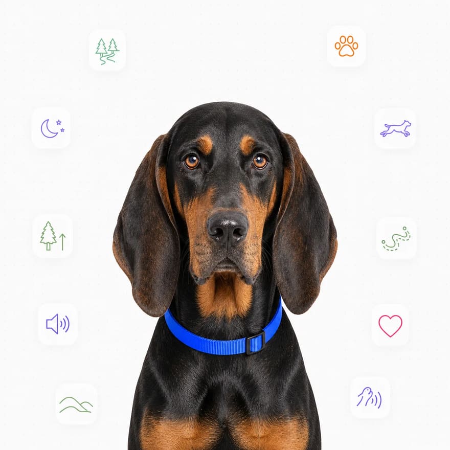 Black and Tan Coonhound