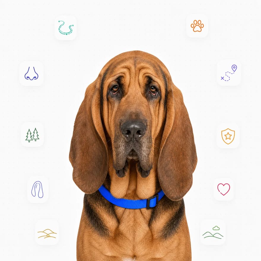 Bloodhound