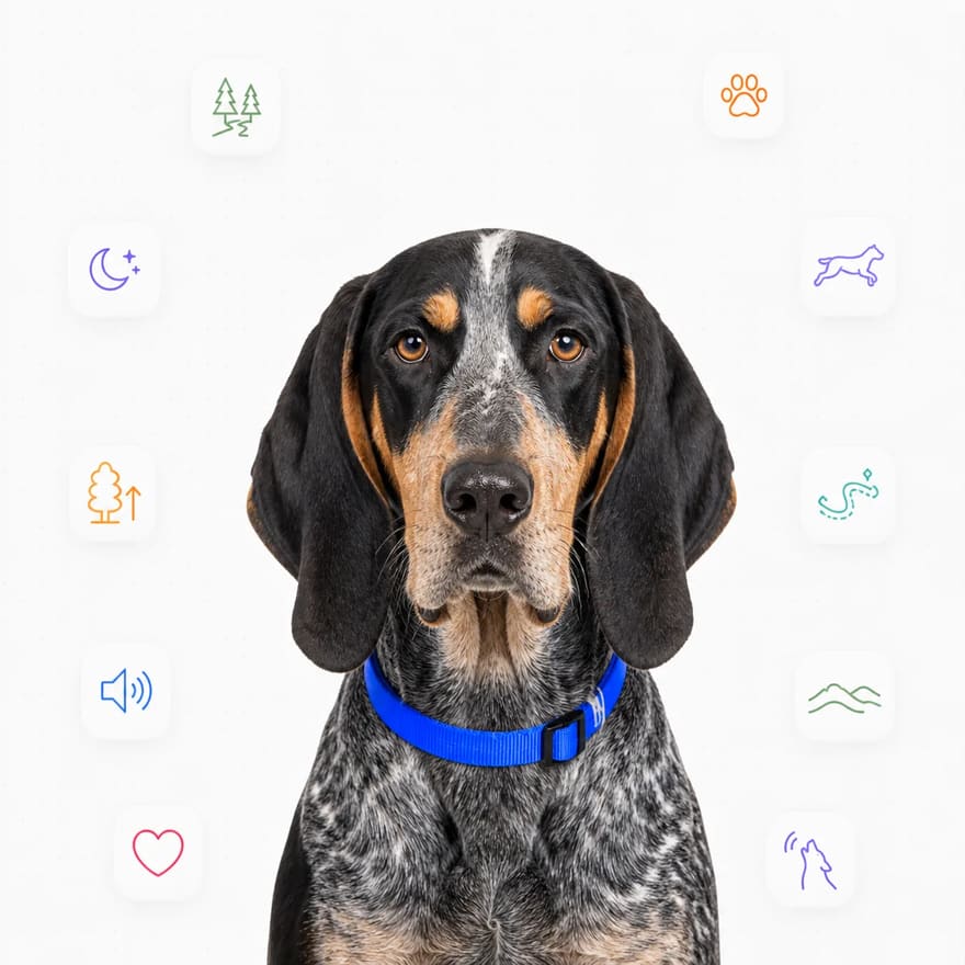 Bluetick Coonhound