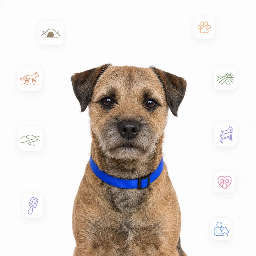 Border Terrier