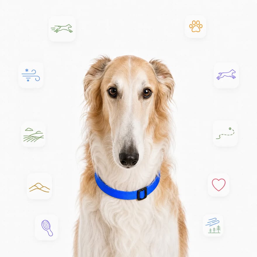 Borzoi