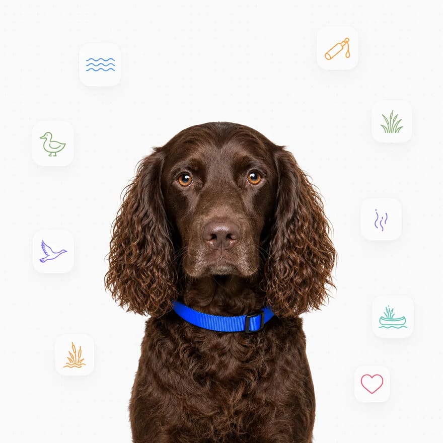 Boykin Spaniel