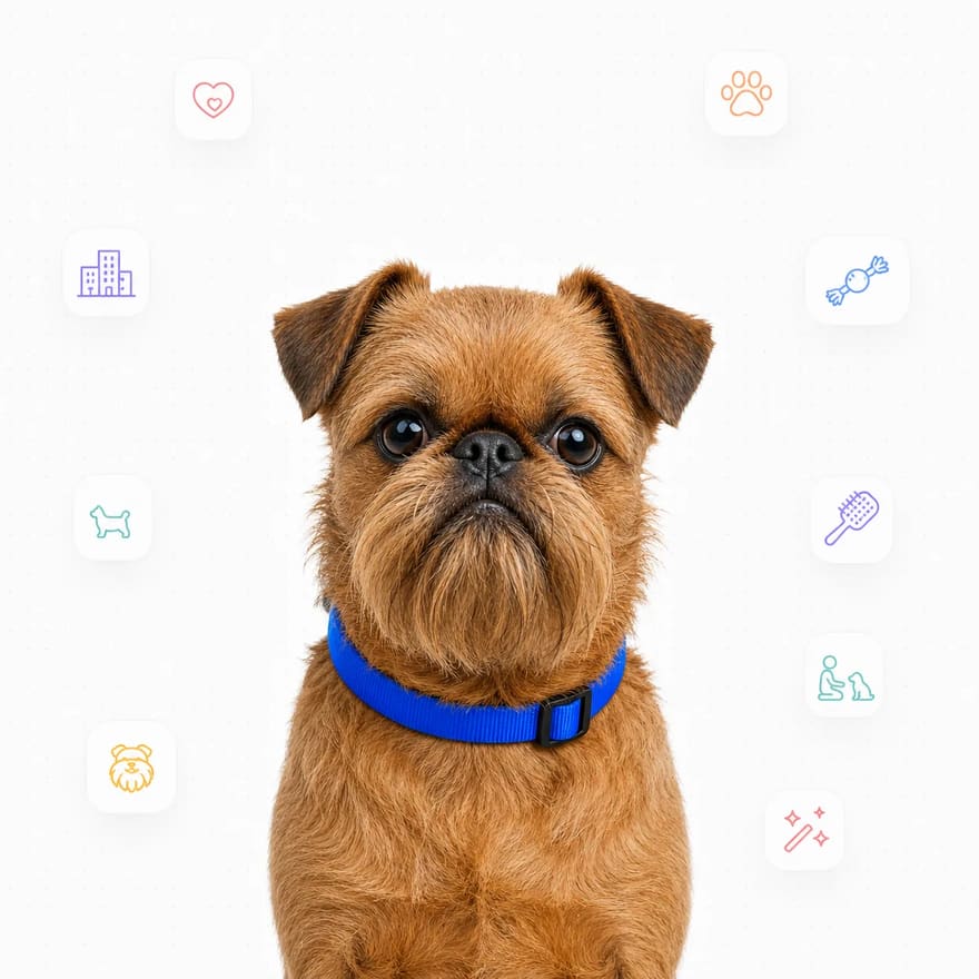 Brussels Griffon