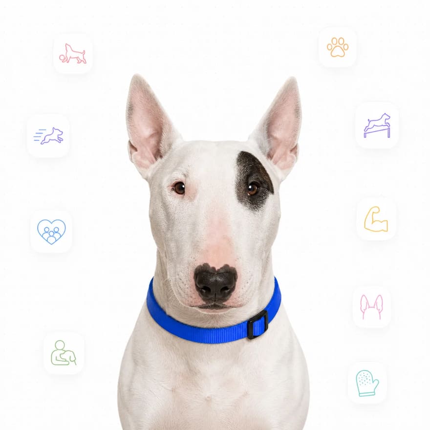 Bull Terrier