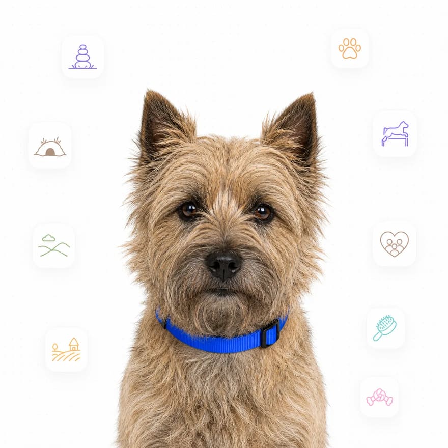 Cairn Terrier