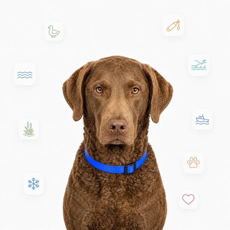 Chesapeake Bay Retriever