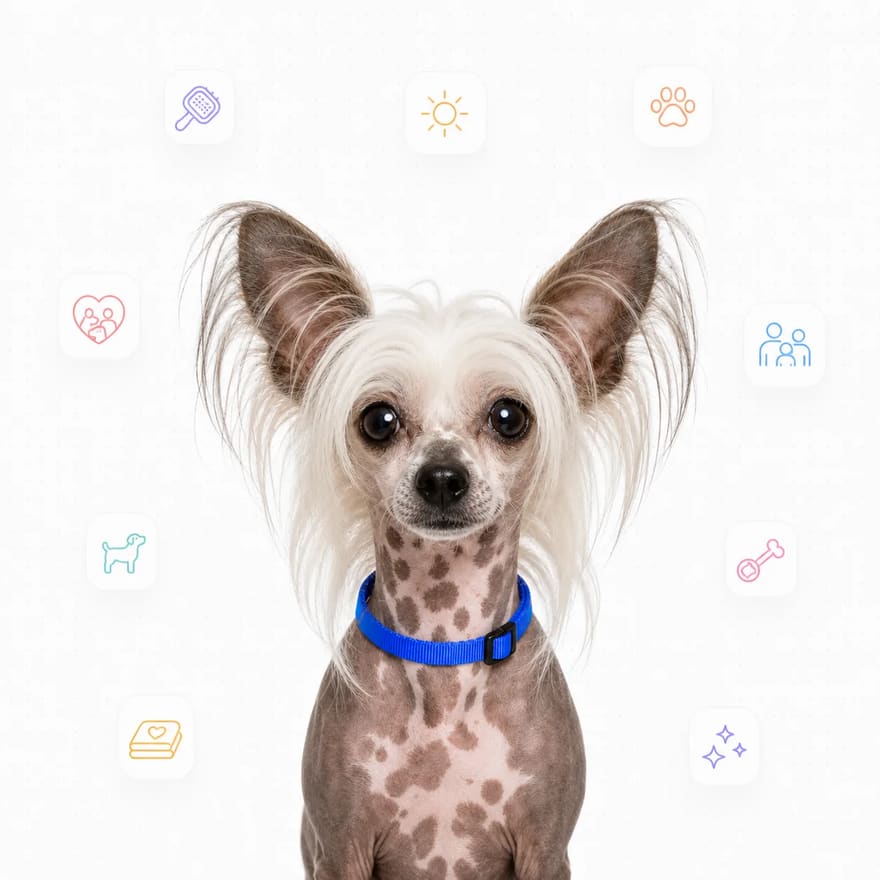 Chinese Crested