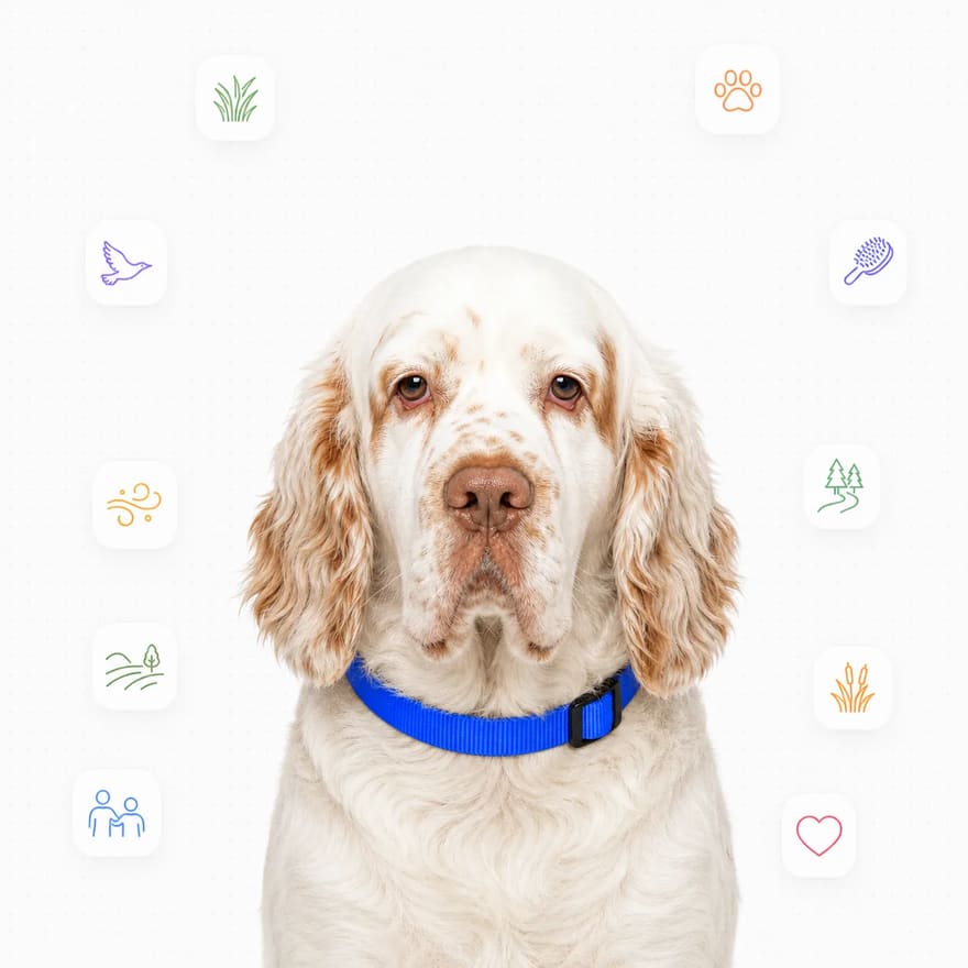 Clumber Spaniel