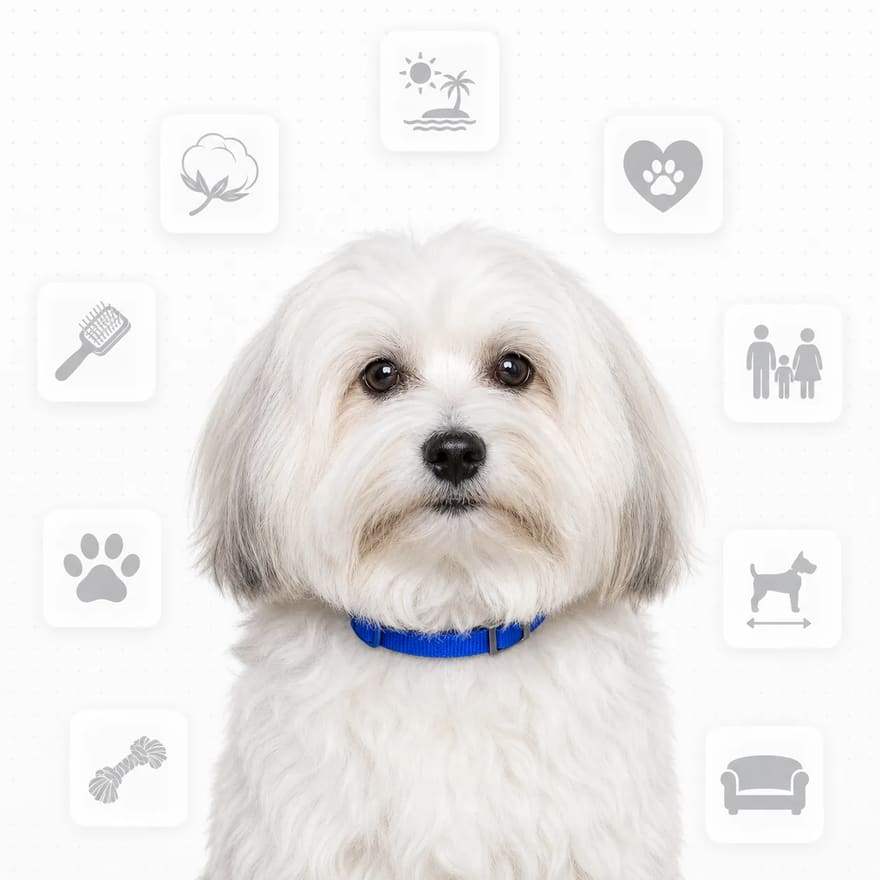 Coton de Tulear