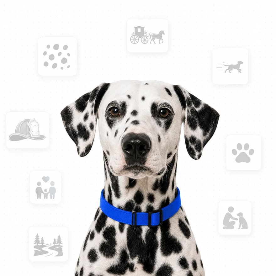 Dalmatian