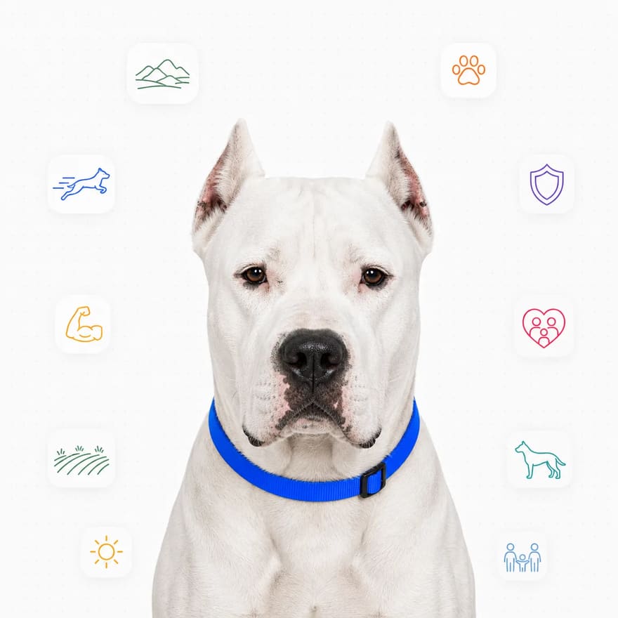 Dogo Argentino