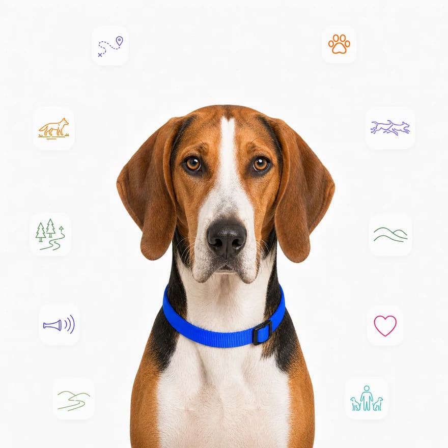 English Foxhound