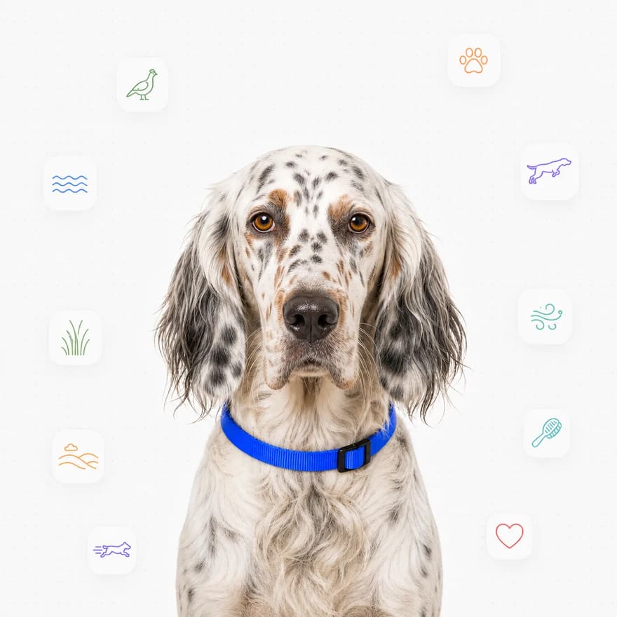 English Setter