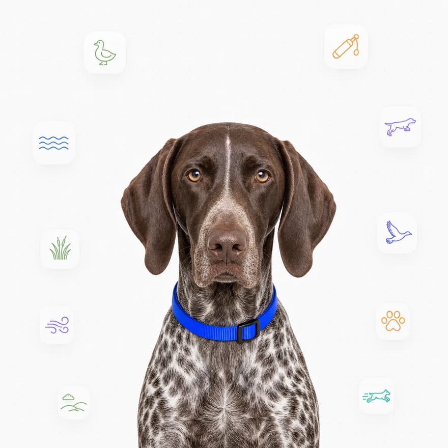 German Shorthaired Pointer
