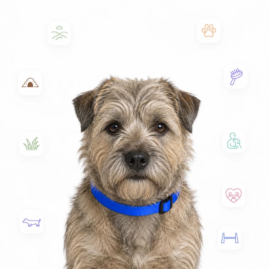 Glen of Imaal Terrier