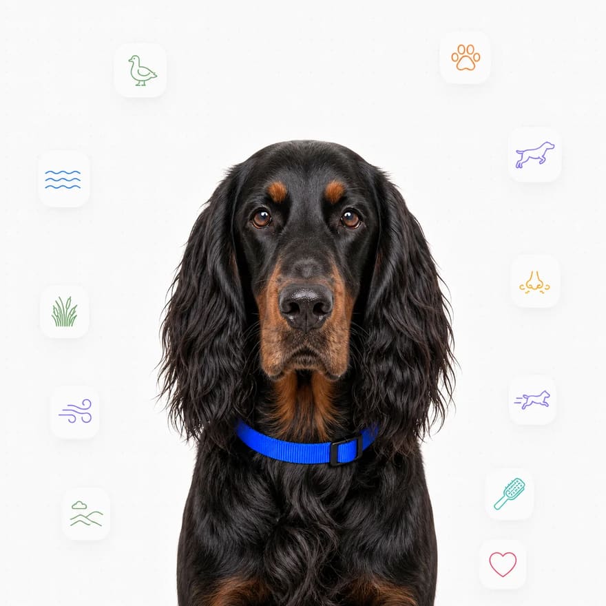 Gordon Setter