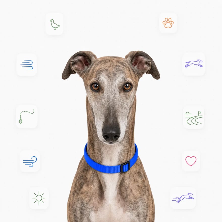 Greyhound