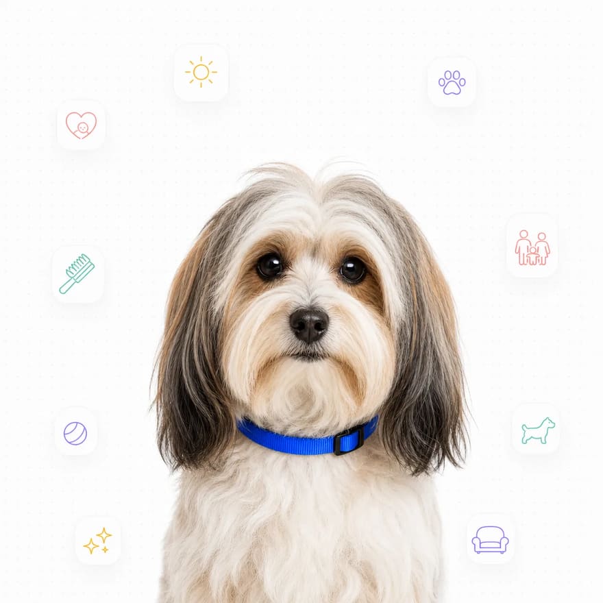 Havanese