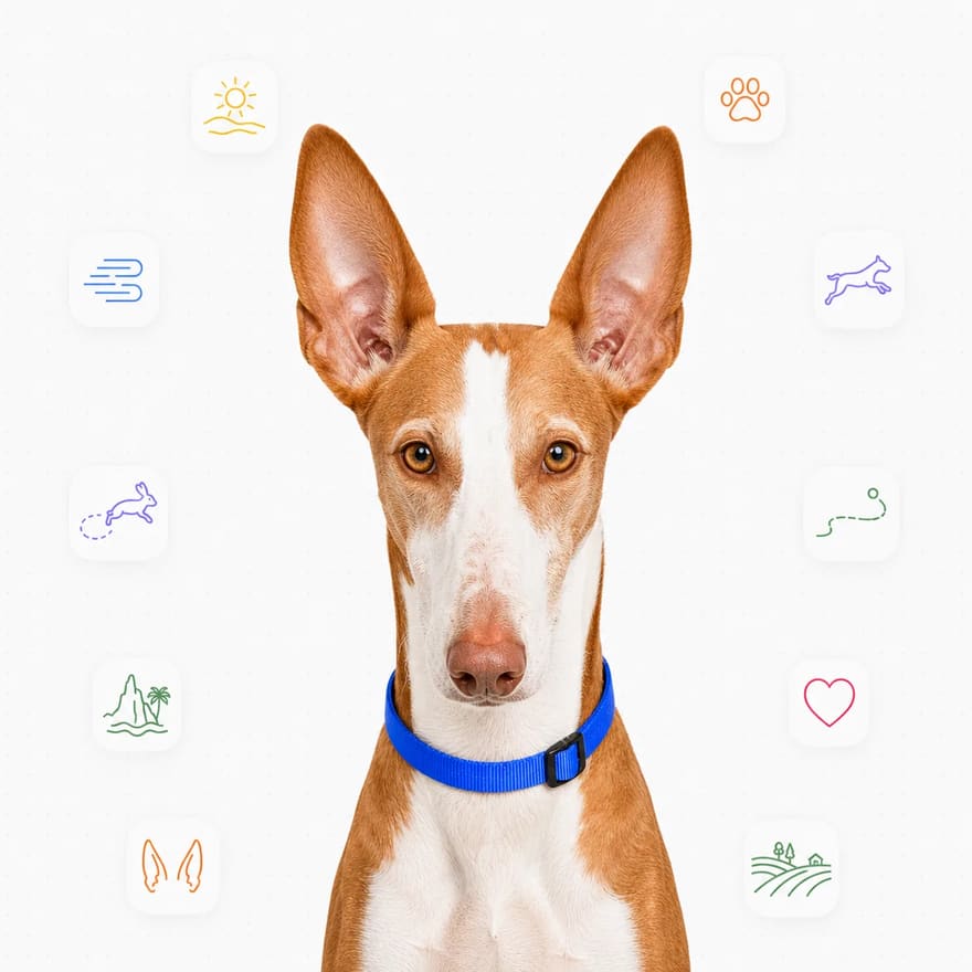 Ibizan Hound