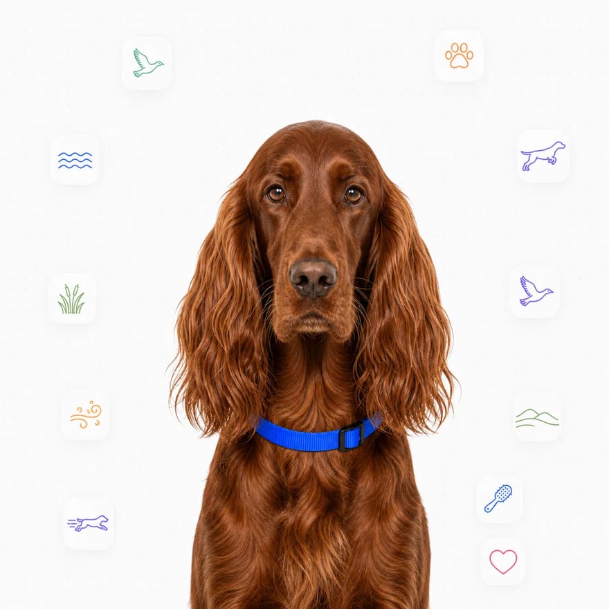 Irish Setter