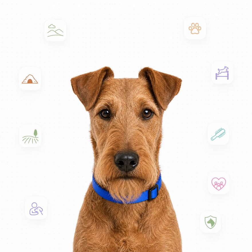 Irish Terrier