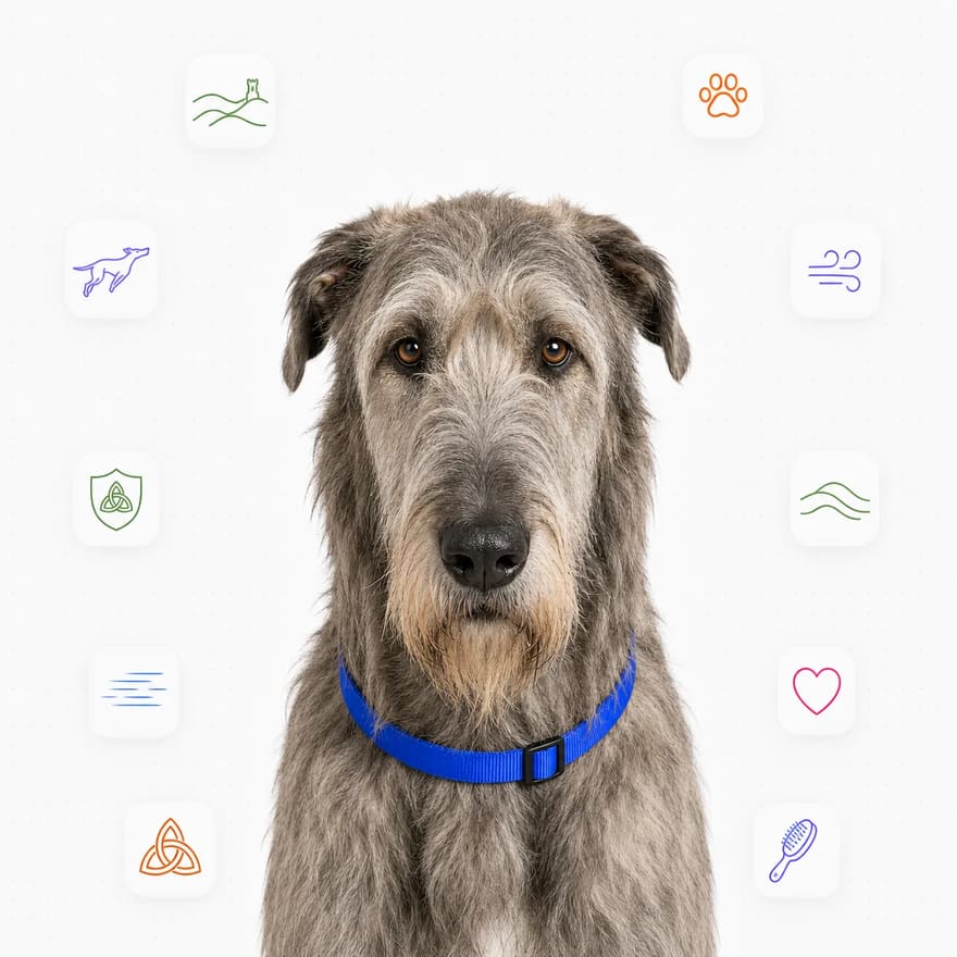Irish Wolfhound