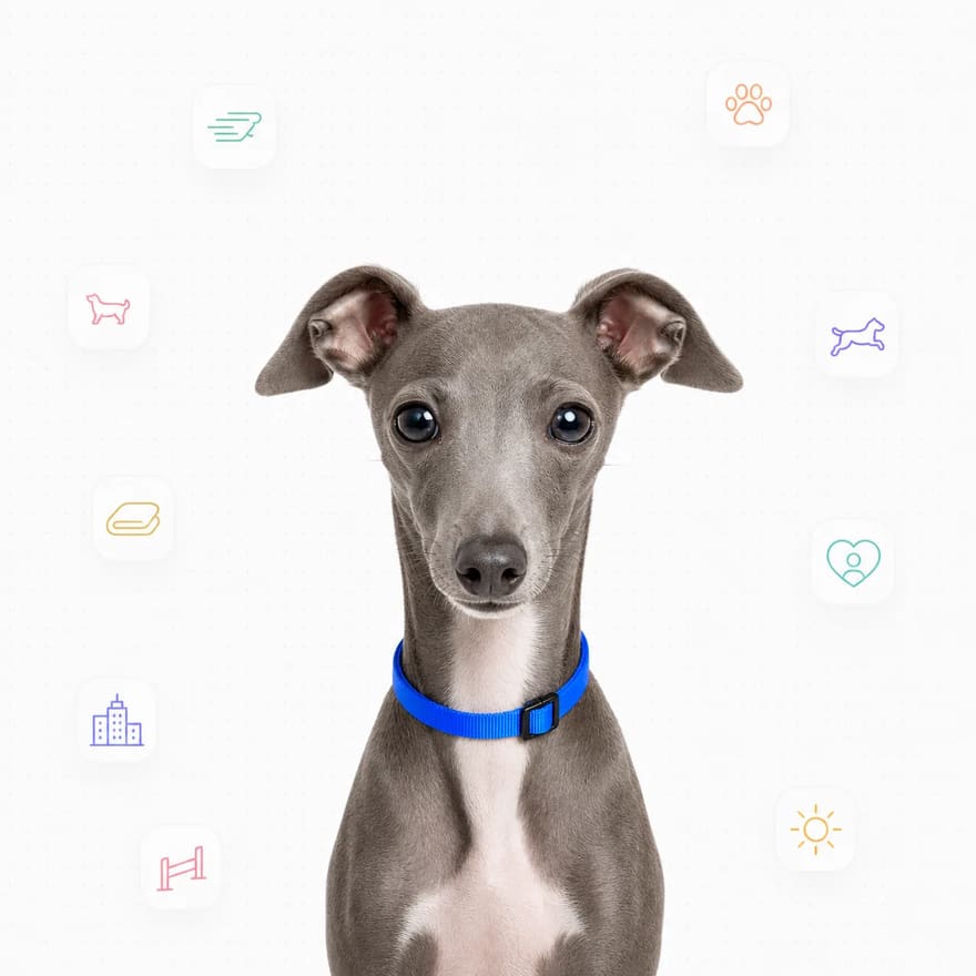 Italian Greyhound