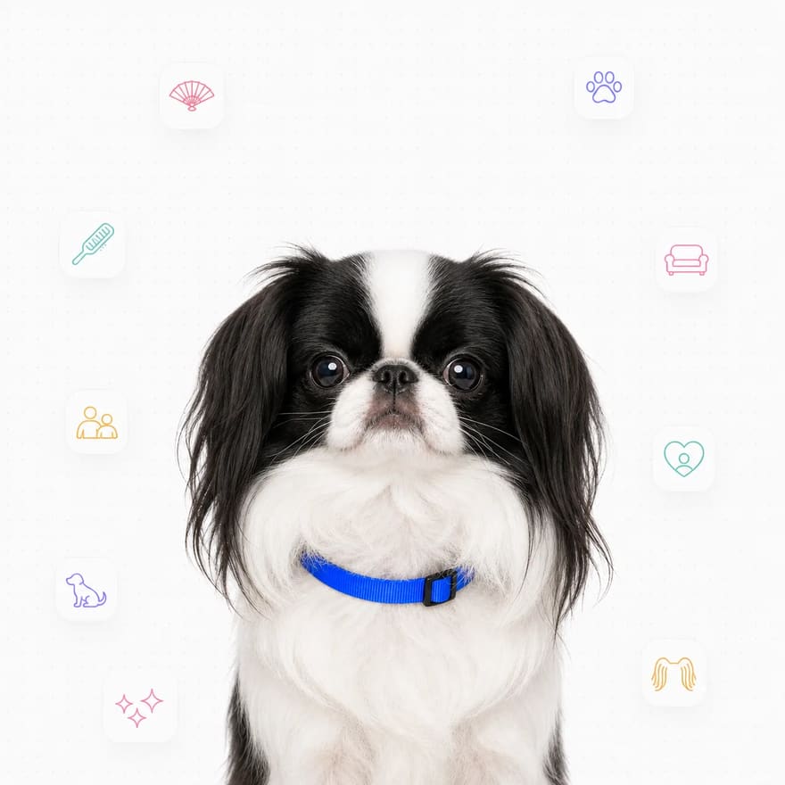 Japanese Chin