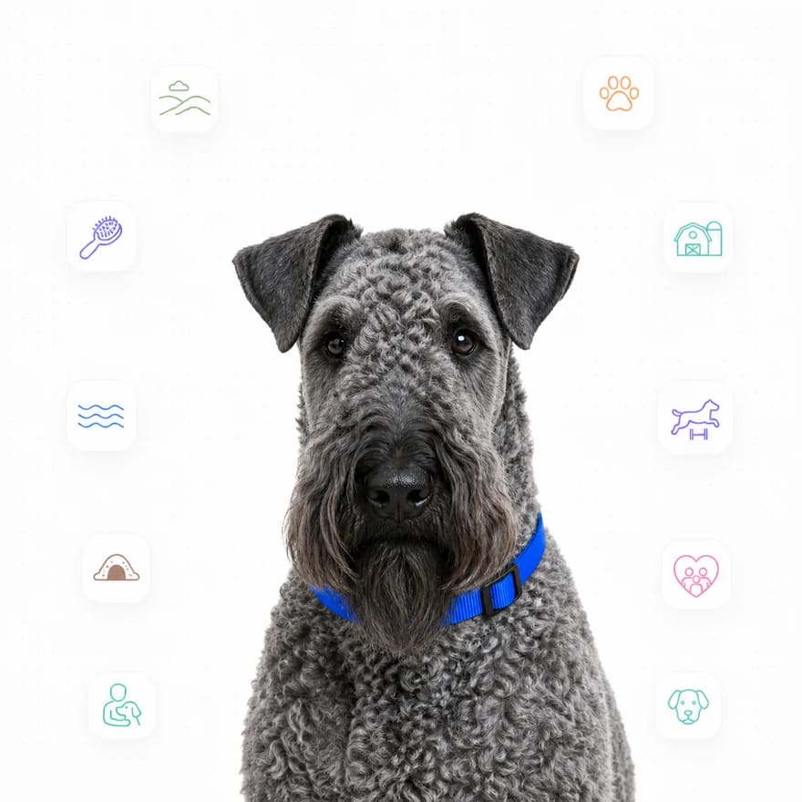 Kerry Blue Terrier