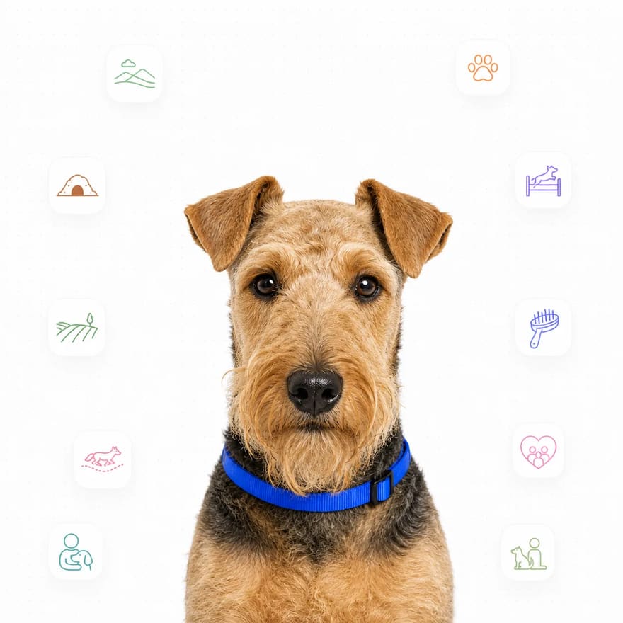 Lakeland Terrier