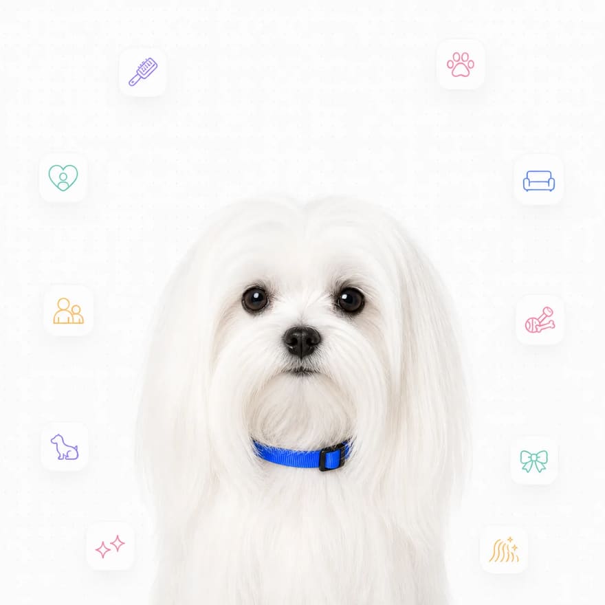 Maltese